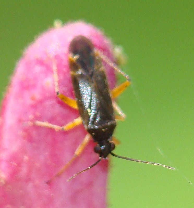 Miridae del Portogallo (Algarve) da determinare