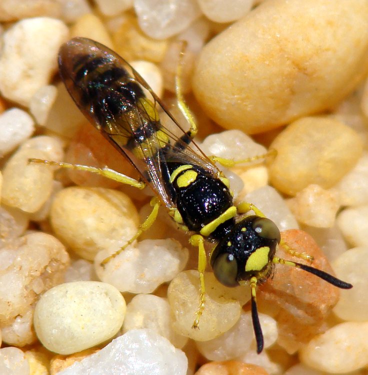 Crabronidae: Philanthus sp.