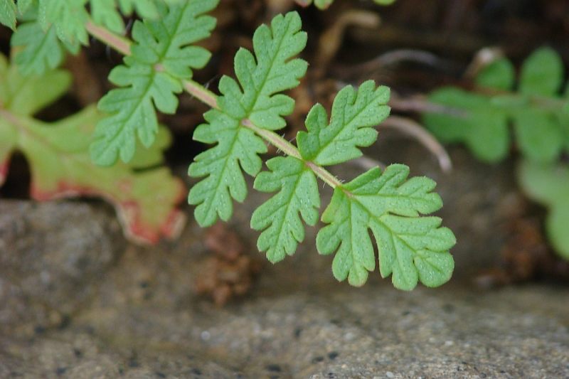 Erodium cicutarium