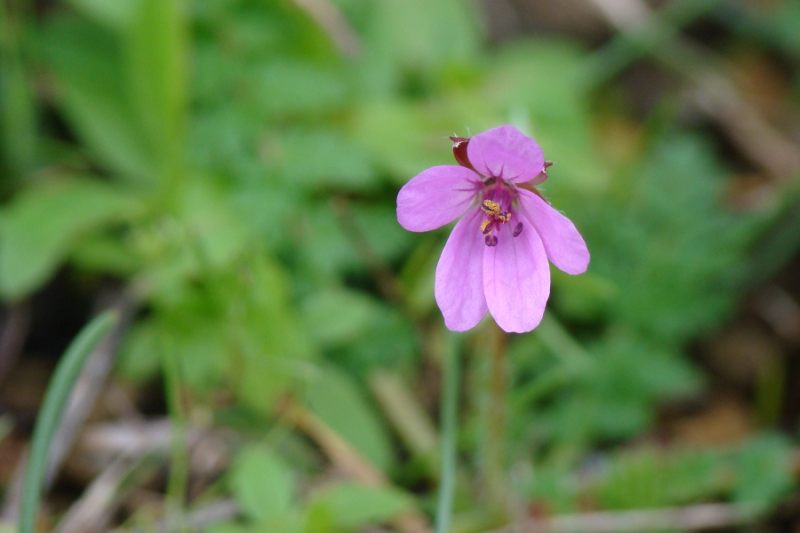 Erodium cicutarium