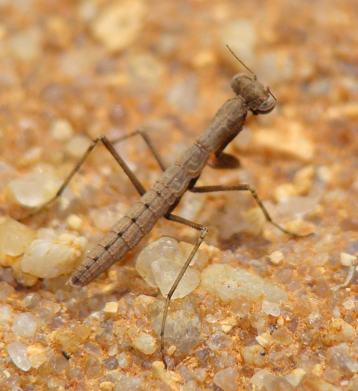 Geomantis larvoides ???