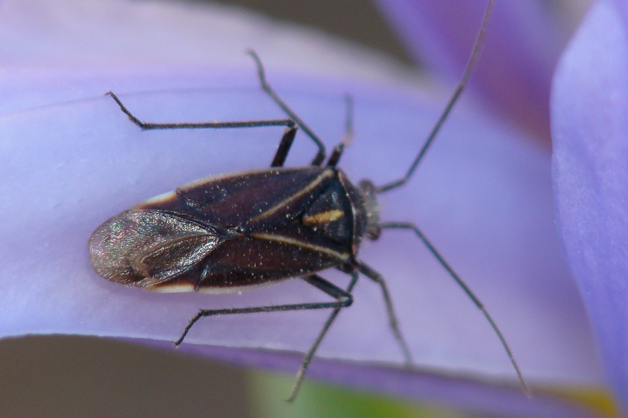 Miridae: Capsodes cf pauperatus dell''Algarve (P)