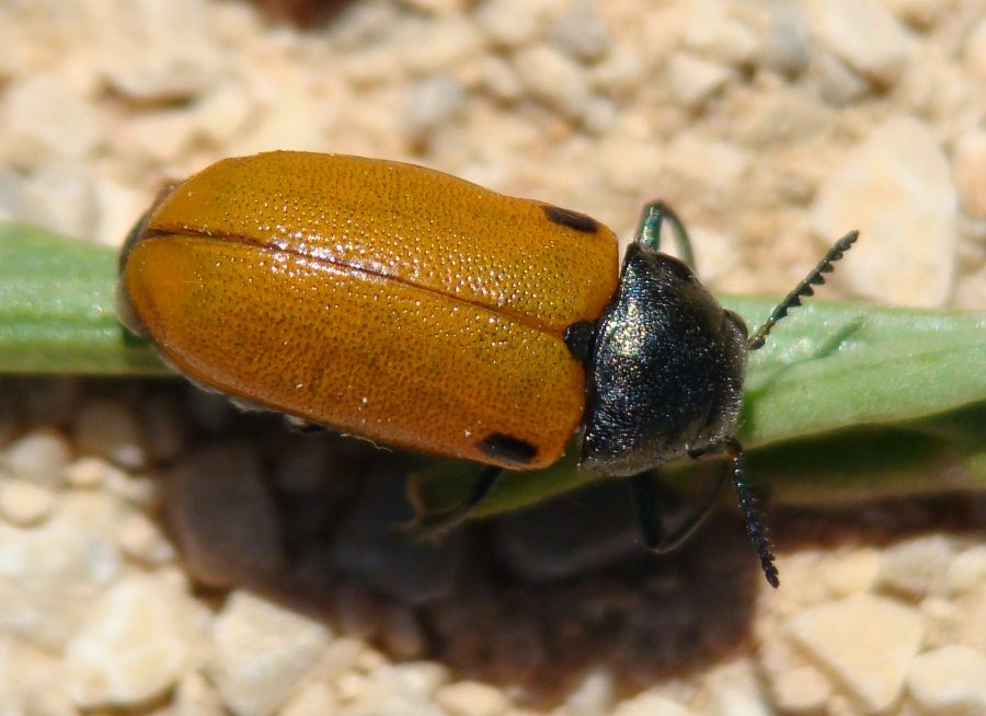 Labidostomis lusitanica del Portogallo