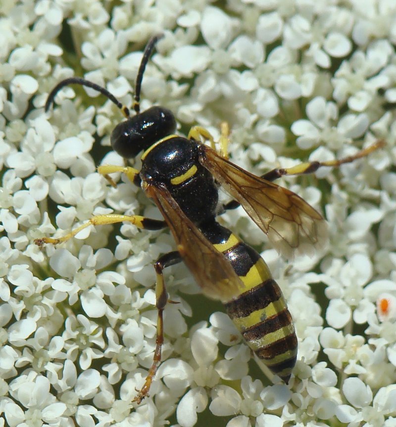 Gorytes sp. (o, almeno, subf. Goritinae)