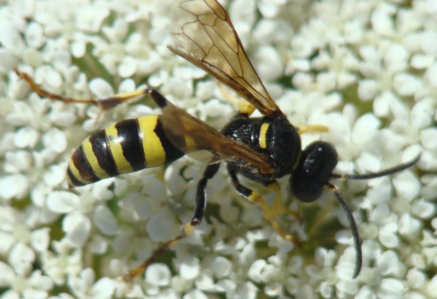 Gorytes sp. (o, almeno, subf. Goritinae)