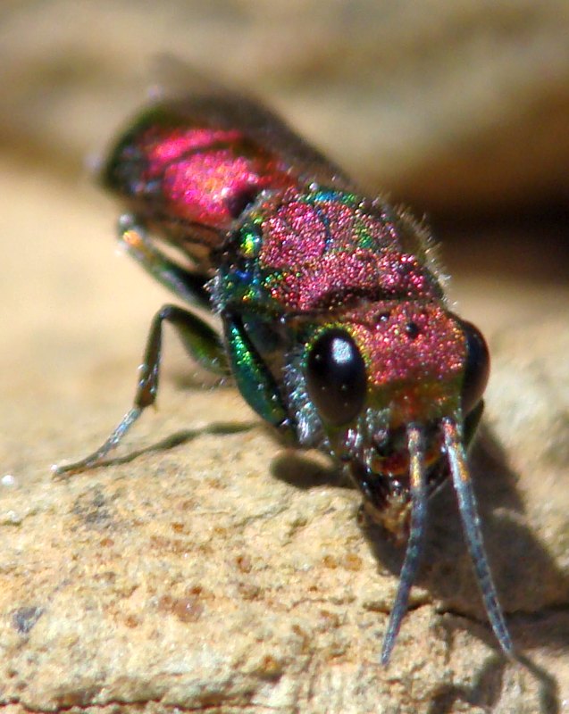 Chrysis jucunda ??? Chrysura hybrida !!!