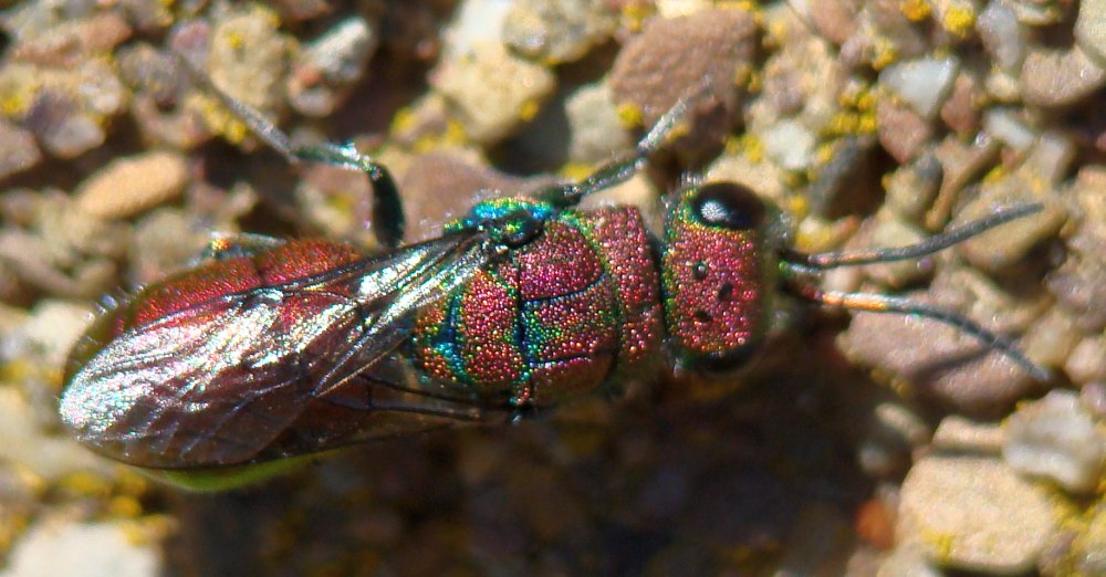 Chrysis jucunda ??? Chrysura hybrida !!!