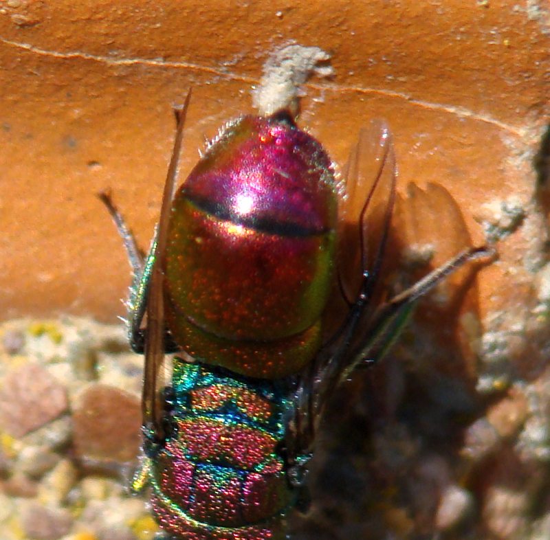 Chrysis jucunda ??? Chrysura hybrida !!!