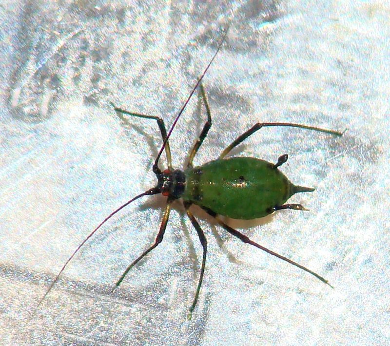 Aphididae --> Macrosiphum euphorbiae ???