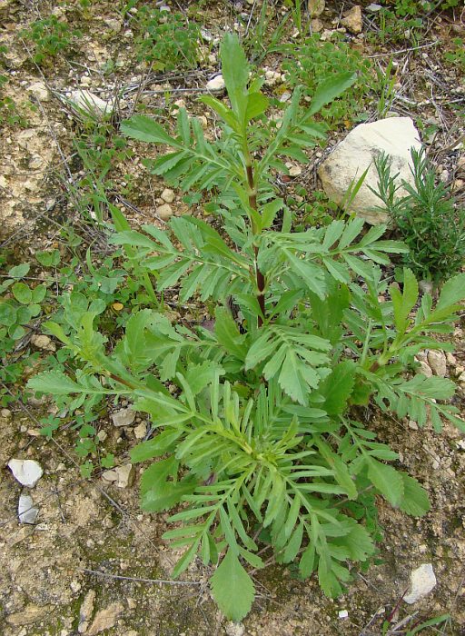 Sixalix atropurpurea