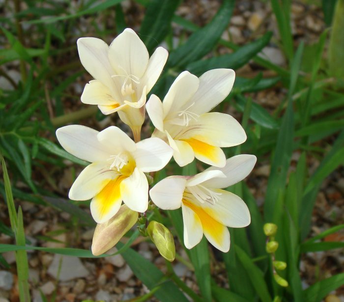 Freesia alba