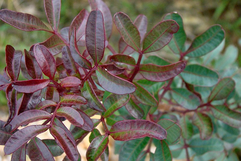 Pistacia lentiscus