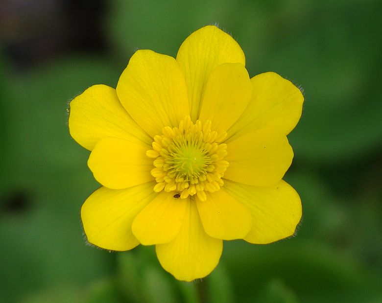 Anemone palmata / Anemone palmato