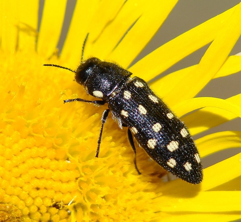 Anthaxia sp. ???