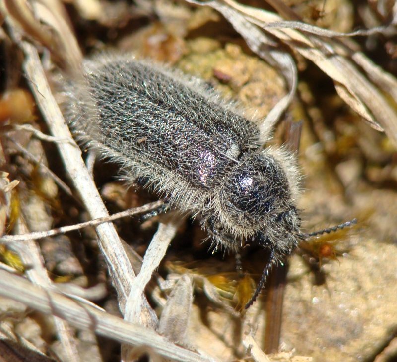 da determinare: Enicopus