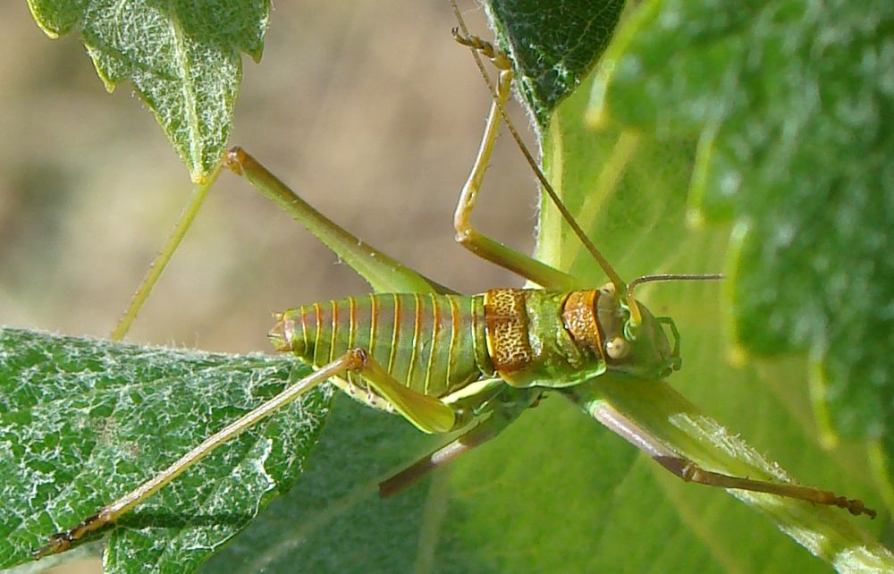 Platystolus serrata ???