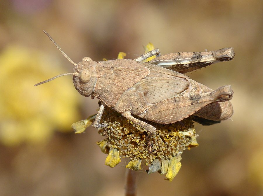 Oedipoda sp.