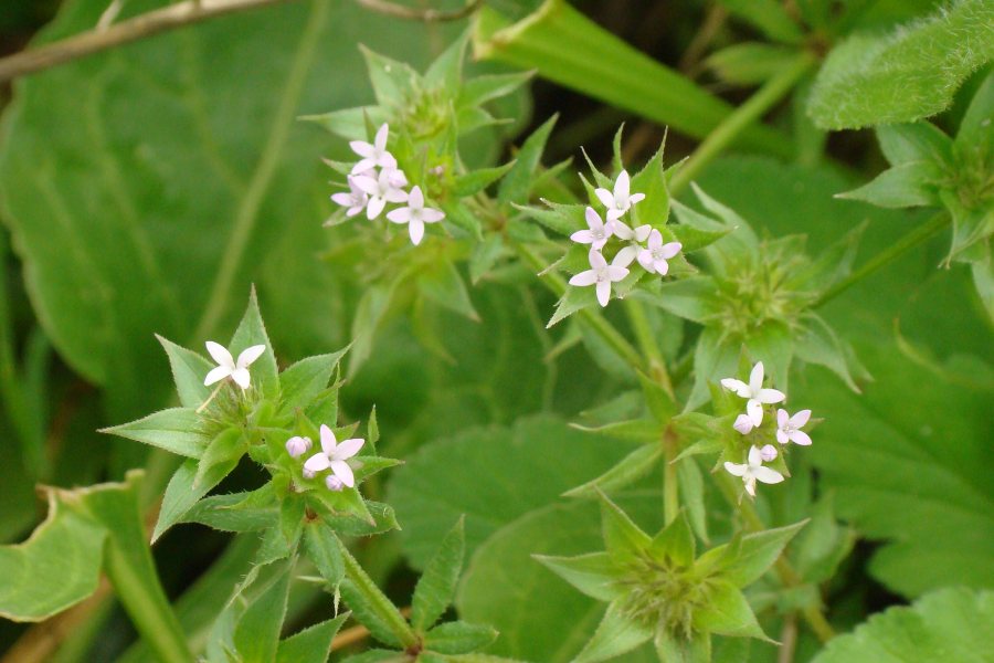 Sherardia arvensis