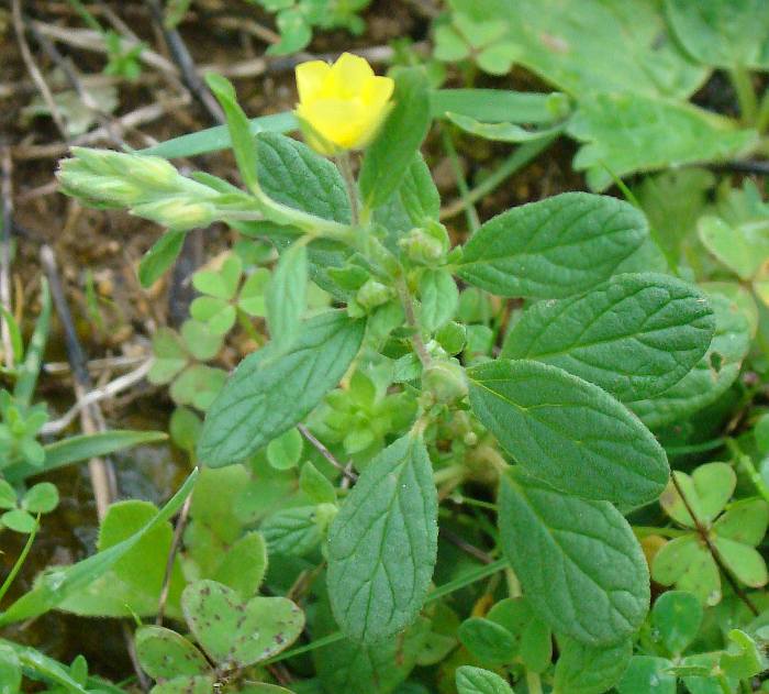 Heliantemum sp.