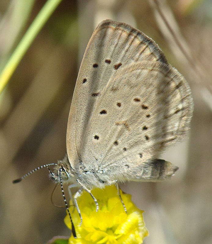 da determinare - Zizeeria knysna