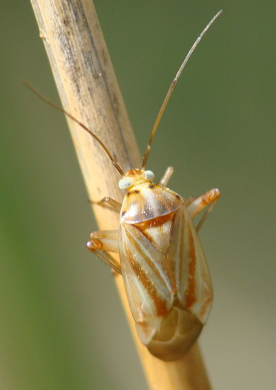 Iberolygus rubrostriatus, specie endemica, nuova in Portogallo