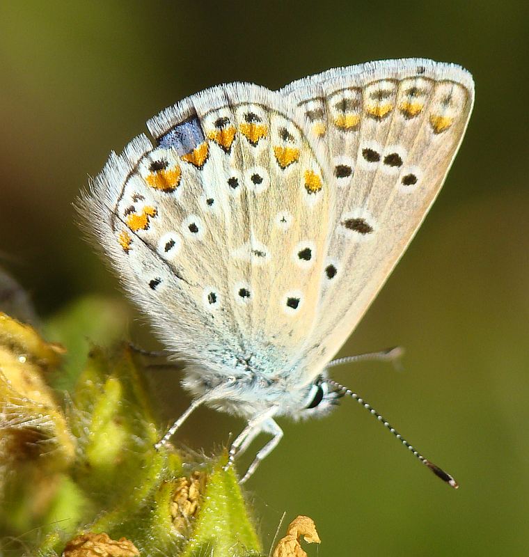 da determinare - Polyommatus icarus