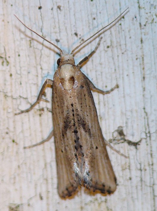 da identificare III - Cochylimorpha decolorella