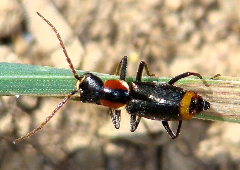 da determinare: Axinotarsus pulicarius