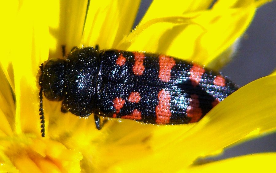 da determinare: Acmaeodera pulchra