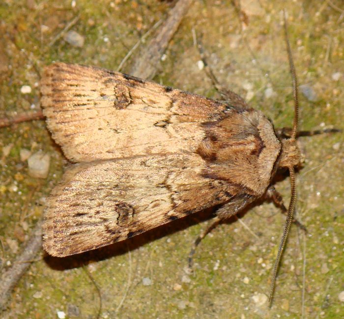 da identificare IV - Agrotis puta