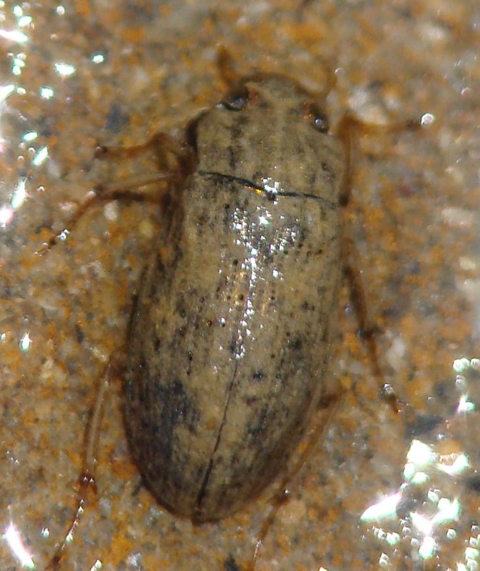 Helophorus sp.