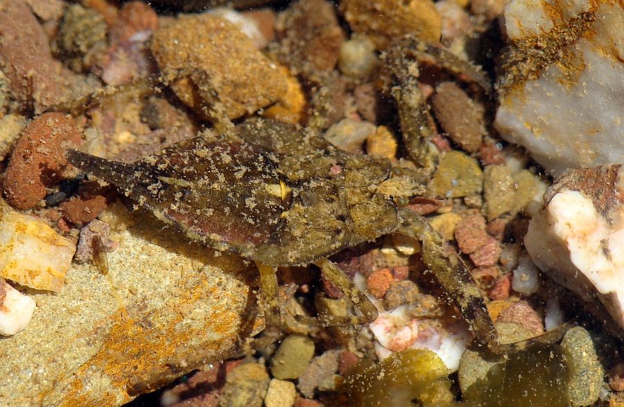 Nepidae > Nepa cinerea ???