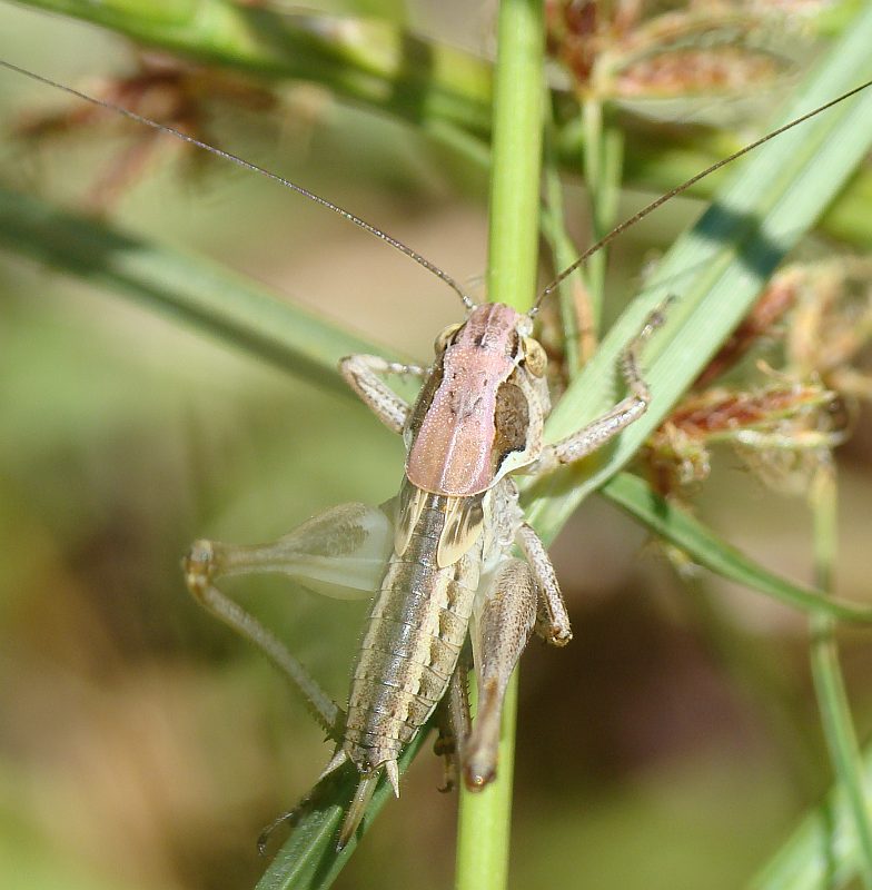 Platycleis sp.