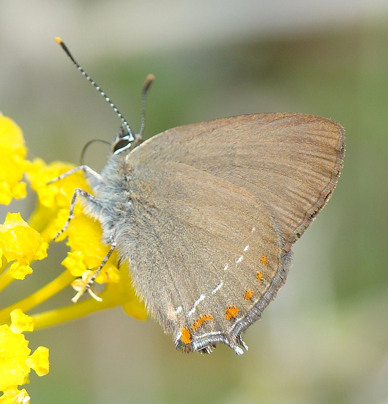 Satyrium esculi ???