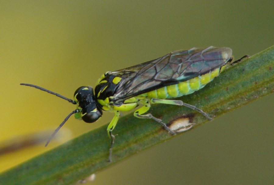 Rhogogaster picta  (Tenhredinidae)