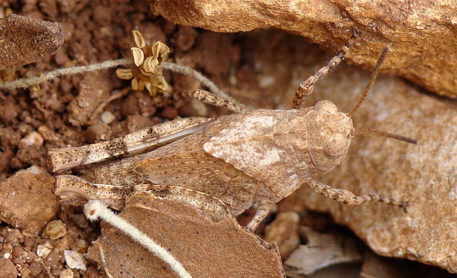 Oedipoda sp.
