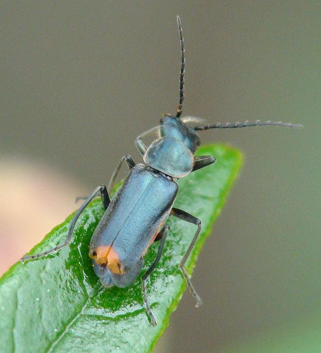 Malachiidae  - da identificare Clanoptilus abdominalis