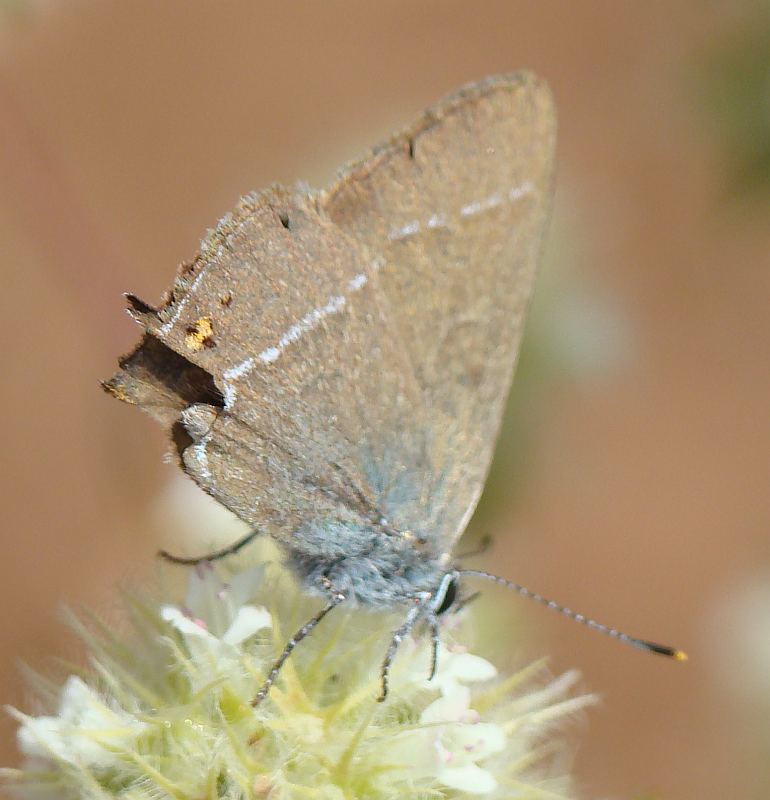 Satyrium esculi ???