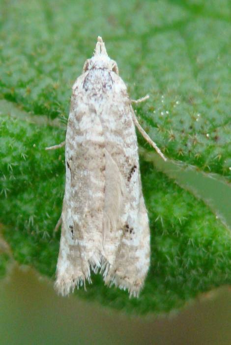 Pyralidae - da identificare