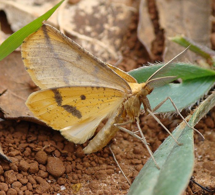 Aspitates (Napuca) ochrearia