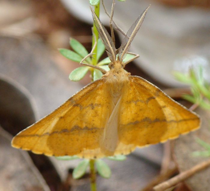 Aspitates (Napuca) ochrearia