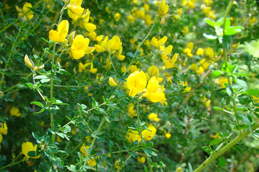 Adenocarpus complicatus / Ginestra ghiandolosa