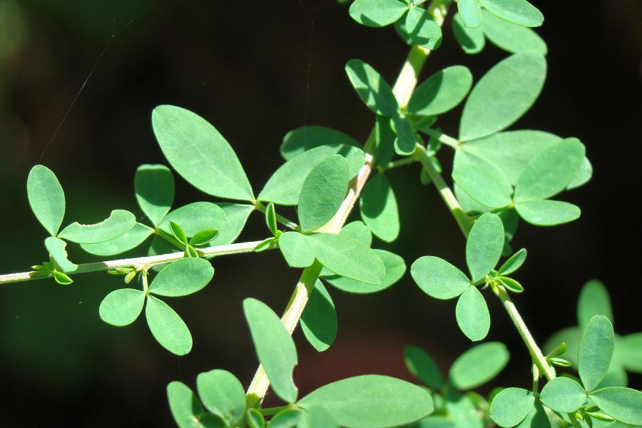 Adenocarpus complicatus / Ginestra ghiandolosa