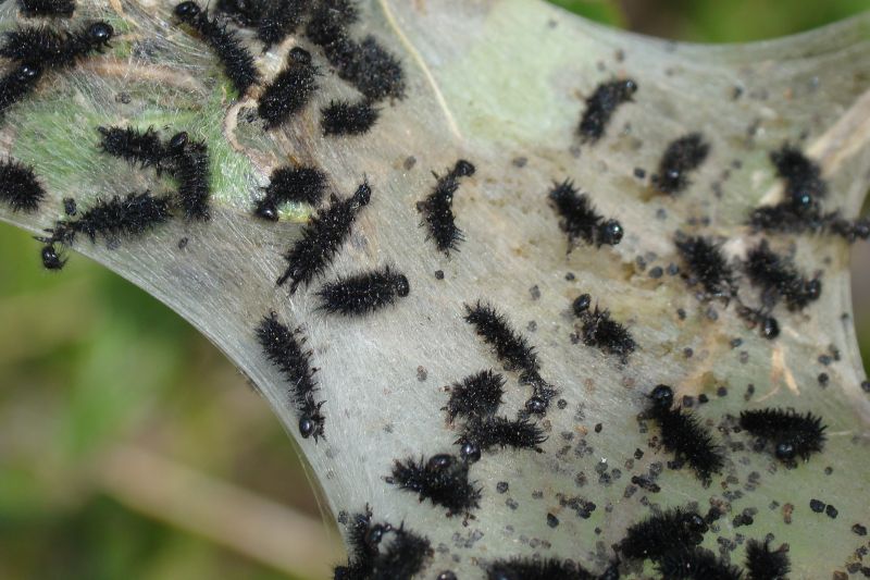 bruco - Euphydryas aurinia