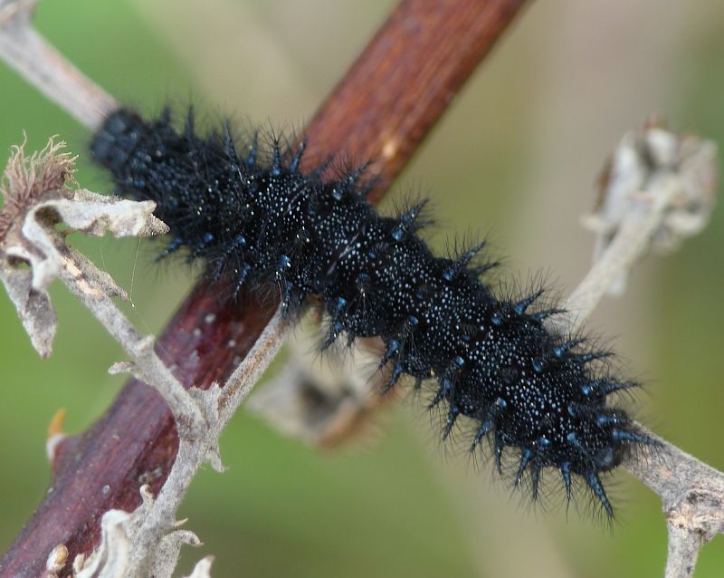 bruco - Euphydryas aurinia