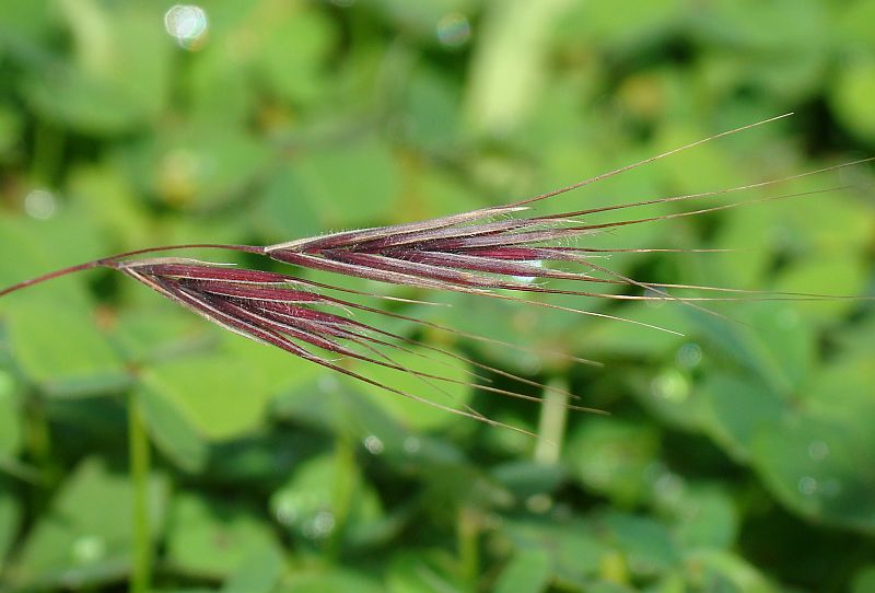Poaceae - Bromus sp.