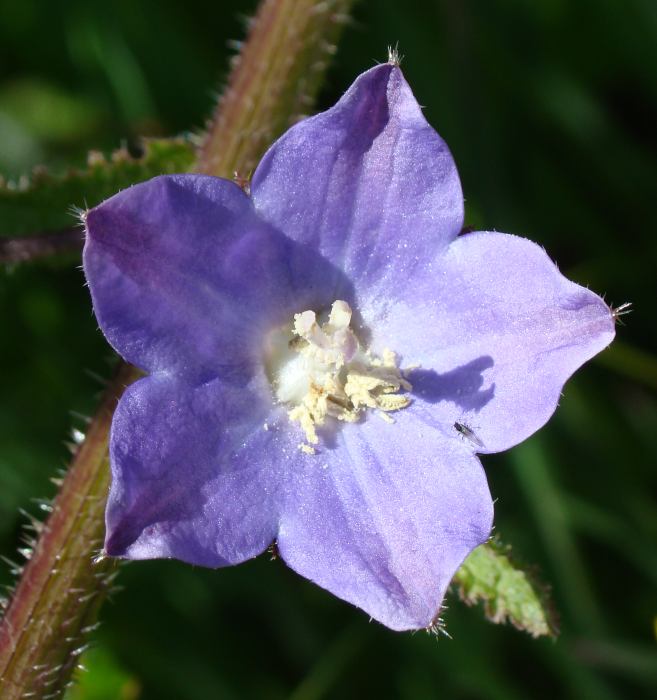 Campanula patula e Campanula rapunculus ???