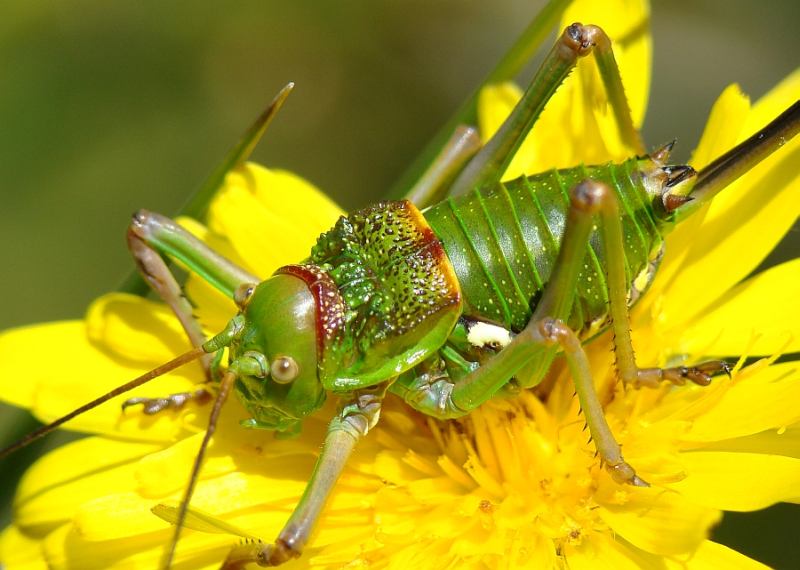 Platystolus (Neocallicrania) serratus