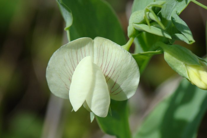 Lathyrus ochrus