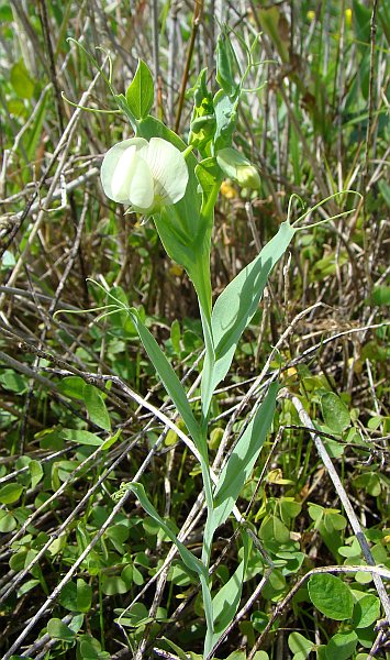 Lathyrus ochrus